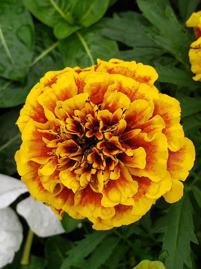 Marigold, flower, nature, yellow, HD phone wallpaper | Peakpx