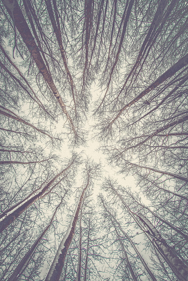 trees, branches, bottom view, bright, sky, HD phone wallpaper
