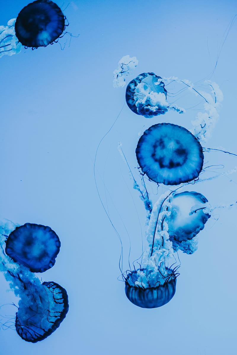 jellyfish, underwater, blue, tentacles, HD phone wallpaper