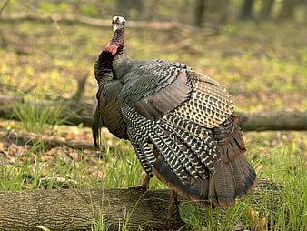 HD turkey animals wallpapers | Peakpx HD turkey animals wallpapers | Peakpx