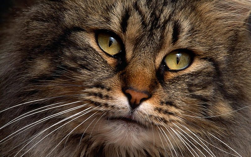 CONTEMPLATIVE BROWN KITTY, brown, close-up, kitty, HD wallpaper