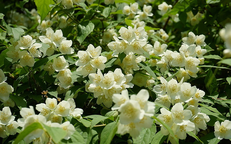 Jasmine, bush, white, blossoms, HD wallpaper