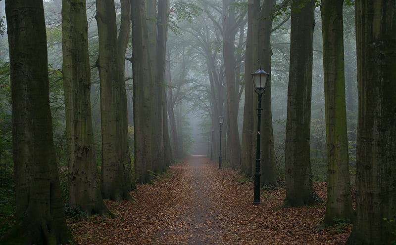 Foggy Gloomy Day Ultra, Vintage, dark, Autumn, Trees, Foggy, Netherlands, Path, Nobody, gloomy, noone, straight ahead, HD wallpaper
