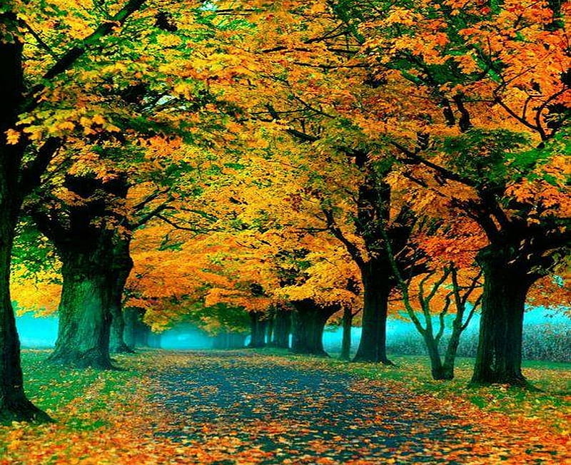 free download | Golden riches, autumn, gold, trees, orange, HD ...
