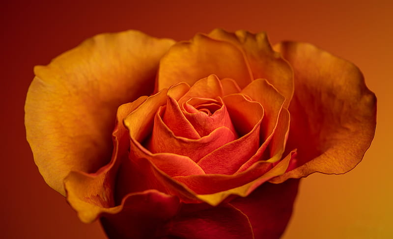 Flowers, Rose, Flower, Macro, Orange Rose, Petal, HD wallpaper
