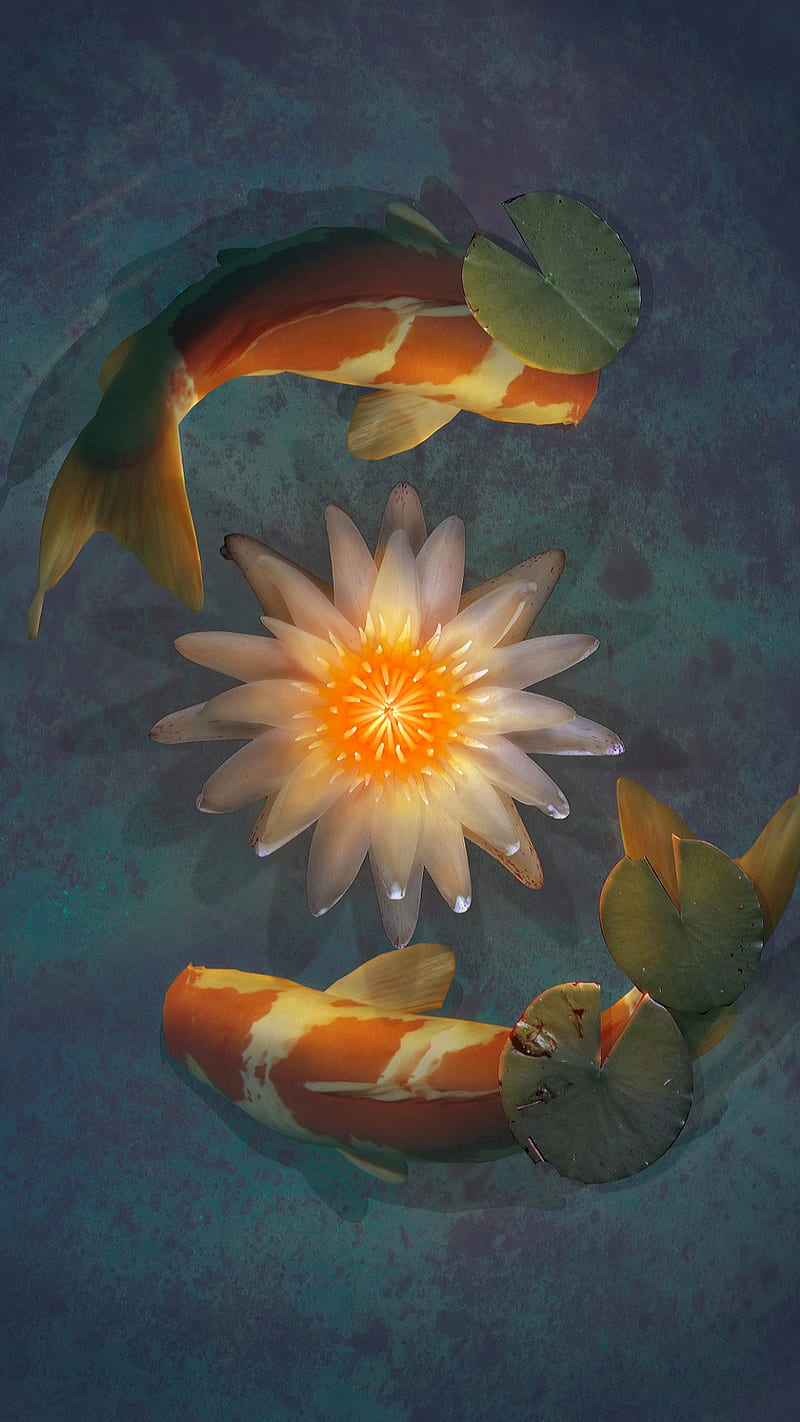 Koi fish, japanese, leaves, lotus, nature, yin yang, HD phone wallpaper