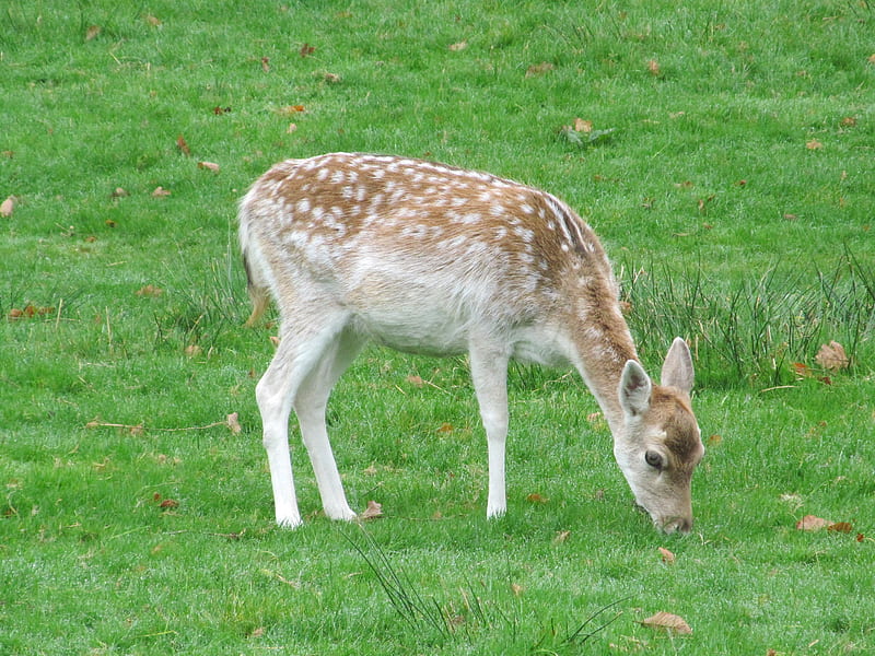Little Fallow Deer Grazing, Sevenoaks, Parkland, Deer, Knole Park, Kent, HD wallpaper