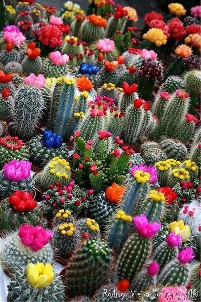 cactus, flower, HD phone wallpaper