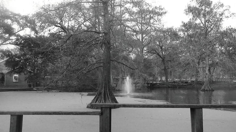 Devil's Pond, black and white, pond, cypress trees, swamp, HD wallpaper