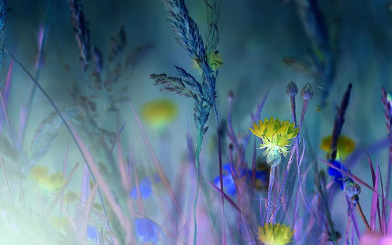 nature, night, grass, flowers, HD wallpaper