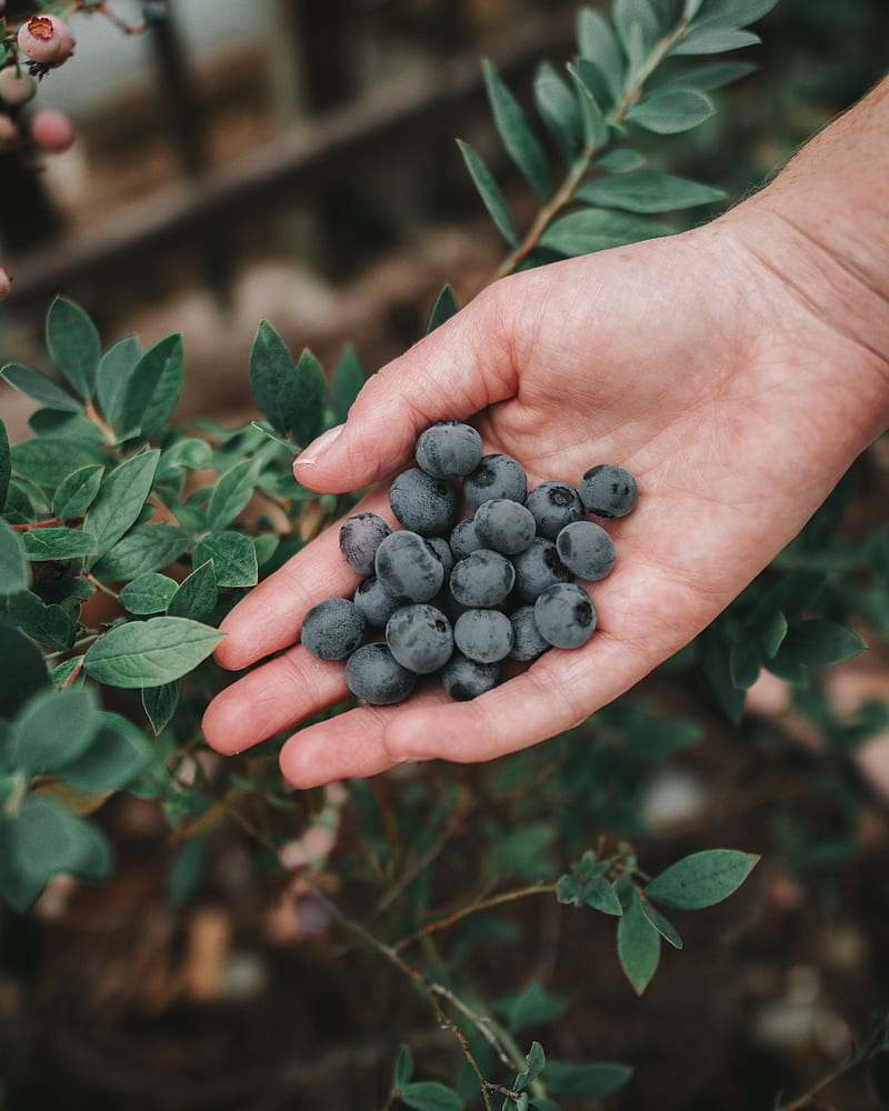 blueberries, berries, ripe, hand, bush, HD phone wallpaper