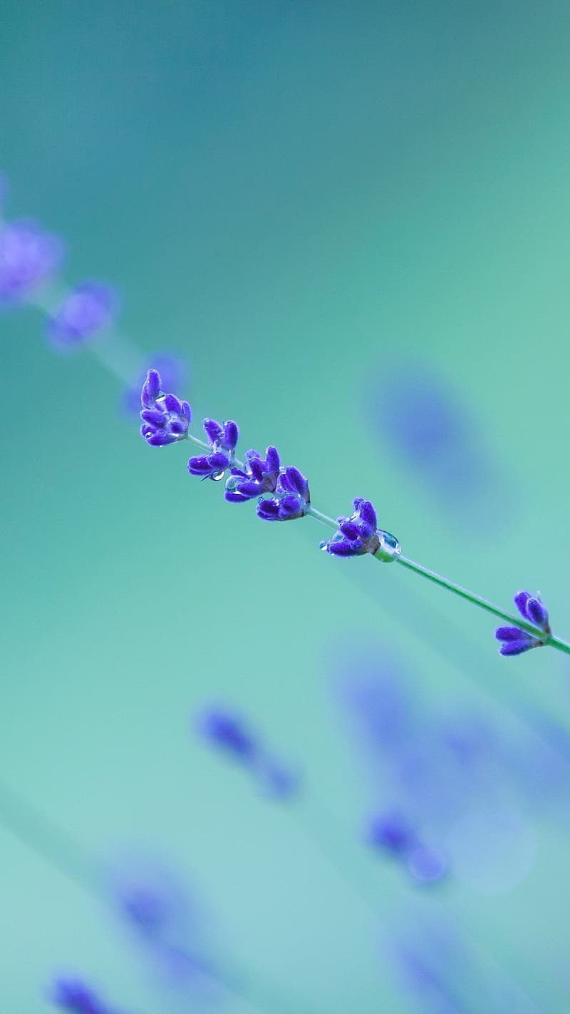 rare-lavender-purple-lavender-purple-background-hd-phone-wallpaper