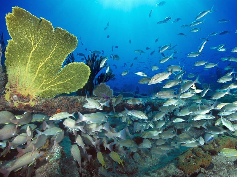 Underwater school, school, fishes, fish, ocean, coral reef, yellow, blue, HD wallpaper