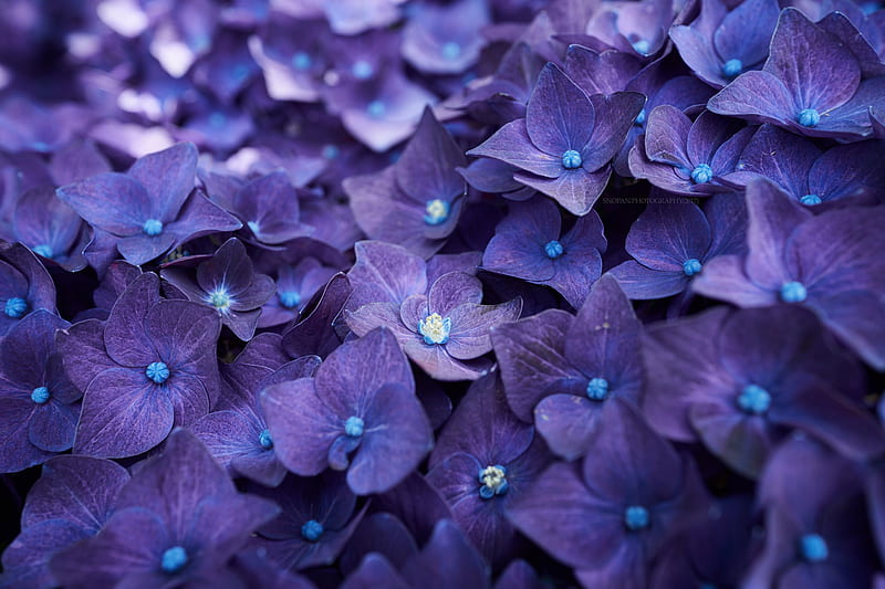 Hydrangea Violet Flowers, hydrangea, flowers, violet, HD wallpaper