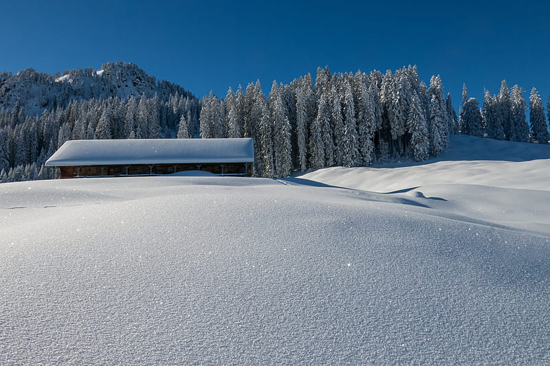 Man Made, Barn, Forest, Roof, Sky, Spruce, Winter, HD wallpaper
