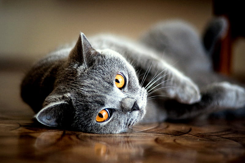 Golden Gaze, gold eyes, blue grey cat, tabletop, grey cat, HD wallpaper