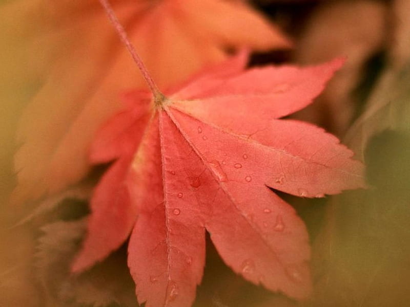 Autumn Leaf, leves, tree, autumn, misty, HD wallpaper
