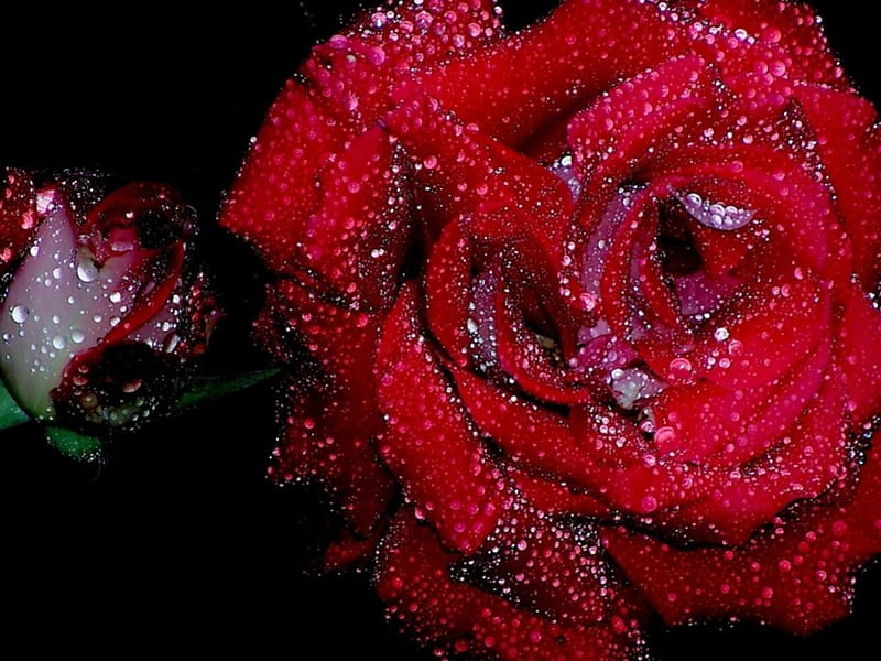 Lovely Red Wet Rose., Roses, Red, Petals, Wet, HD wallpaper | Peakpx