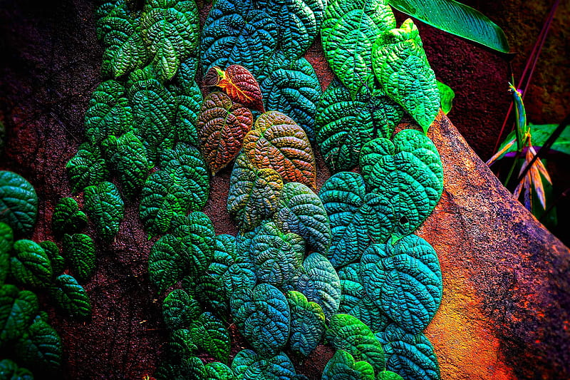 Leaves, colorful, green, orange, texture, liana, skin, blue, leaf, HD wallpaper