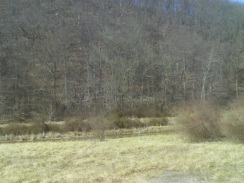 A walk into the creek, rocks, west virginia, grass, bush, creek, redneck, trees, HD wallpaper
