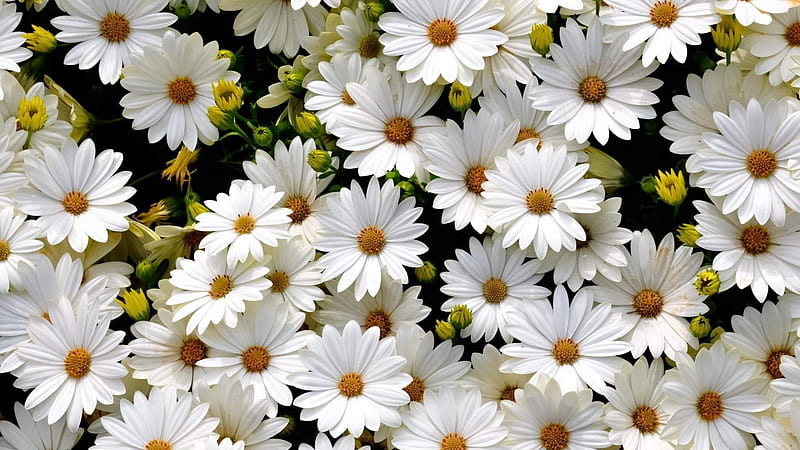 Pretty margaritas, daisies, pretty, flowers, margaritas, white, asters, HD wallpaper