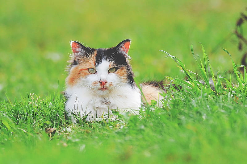 tricolored cat on green lawn grass taken at daytime, HD wallpaper