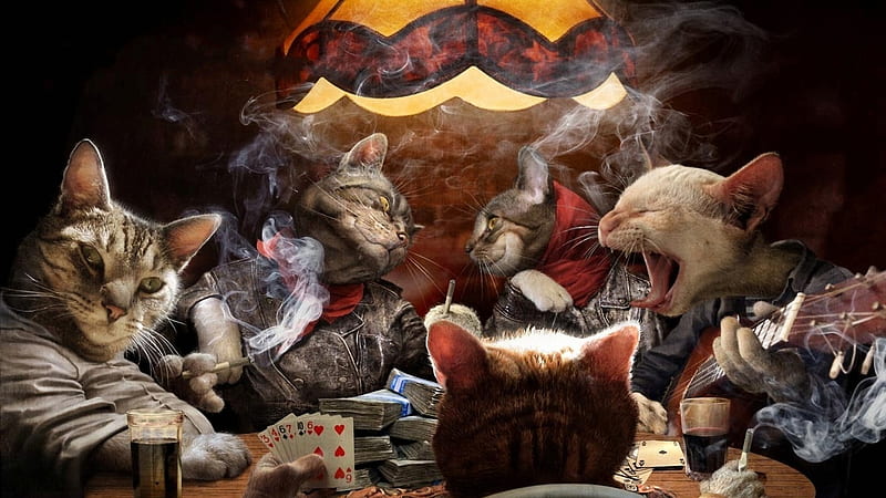 Feline Gangsta's, playing, table, money, smoking, drinks, feline, guitar, cards, gangsters, funny, singing, cats, HD wallpaper