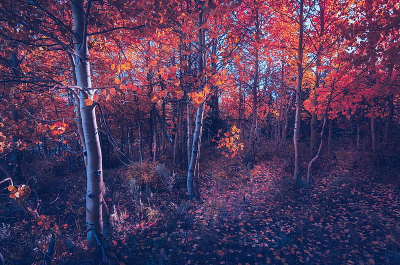 Fall Of Autumn Trees, autumn, trees, nature, HD wallpaper