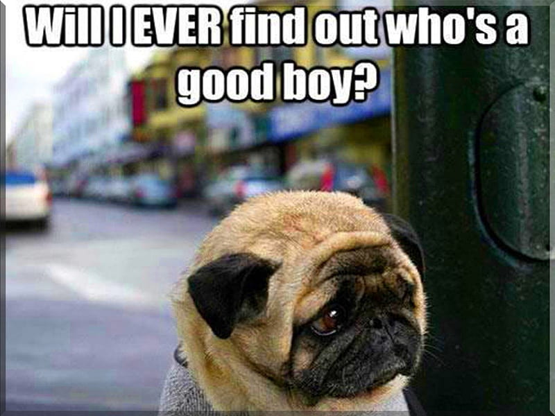 Worried Pug, humor, funny, pug, puppy, dog, humorous, HD wallpaper