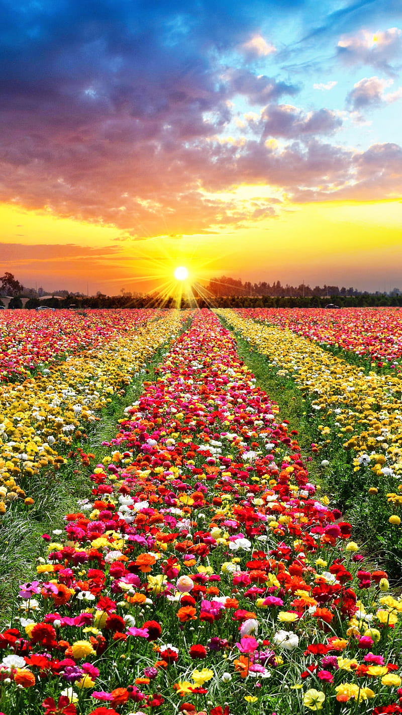 Beautiful Nature Colorful Field Flower Flowers Sky Sunrise Tulips Hd Phone Wallpaper
