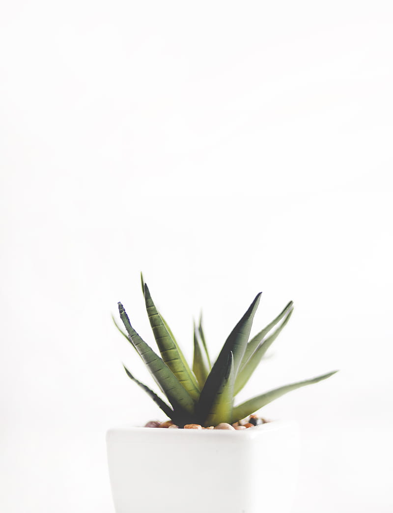 Aloe Vera Plant on White Pot, HD phone wallpaper