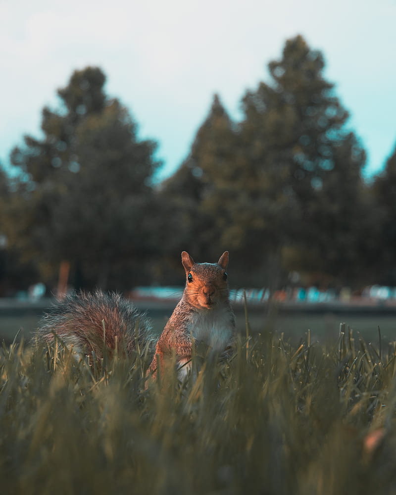 squirrel, glance, cute, animal, grass, HD phone wallpaper