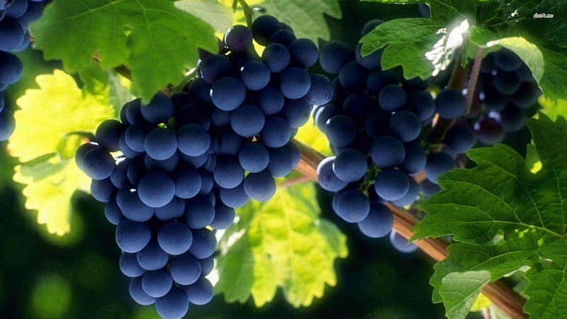 'Grenache' grapes ready for picking, pretty, vineyards, food, wholesome, fruit, grapes, graphy, good, dark, healthy, nature, blue, HD wallpaper