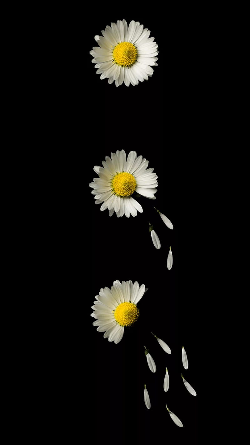 White Dasies, black, black and white, creative, daisy, flower, flowers, nature, HD phone wallpaper