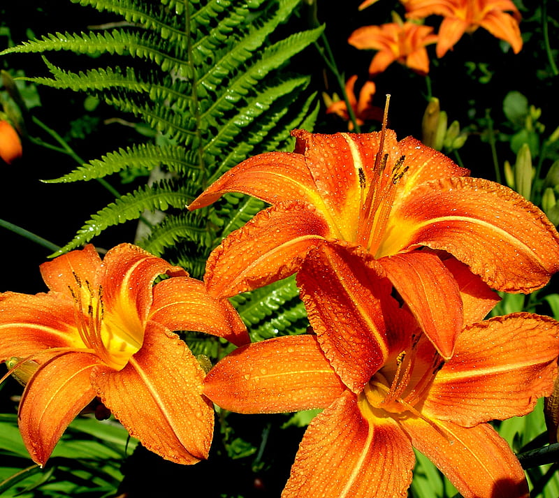 Orange Lily, flower, garden, lily, orange, HD wallpaper