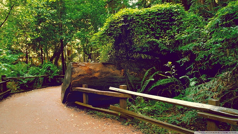 path through the muir woods, path, forest, rails, log, HD wallpaper