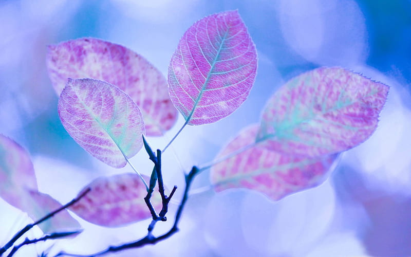 purple leaves-Creative Design, HD wallpaper