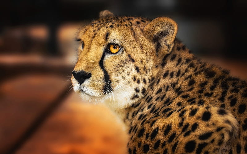 leopard, wild cat, predator, dangerous animals, wildlife, HD wallpaper
