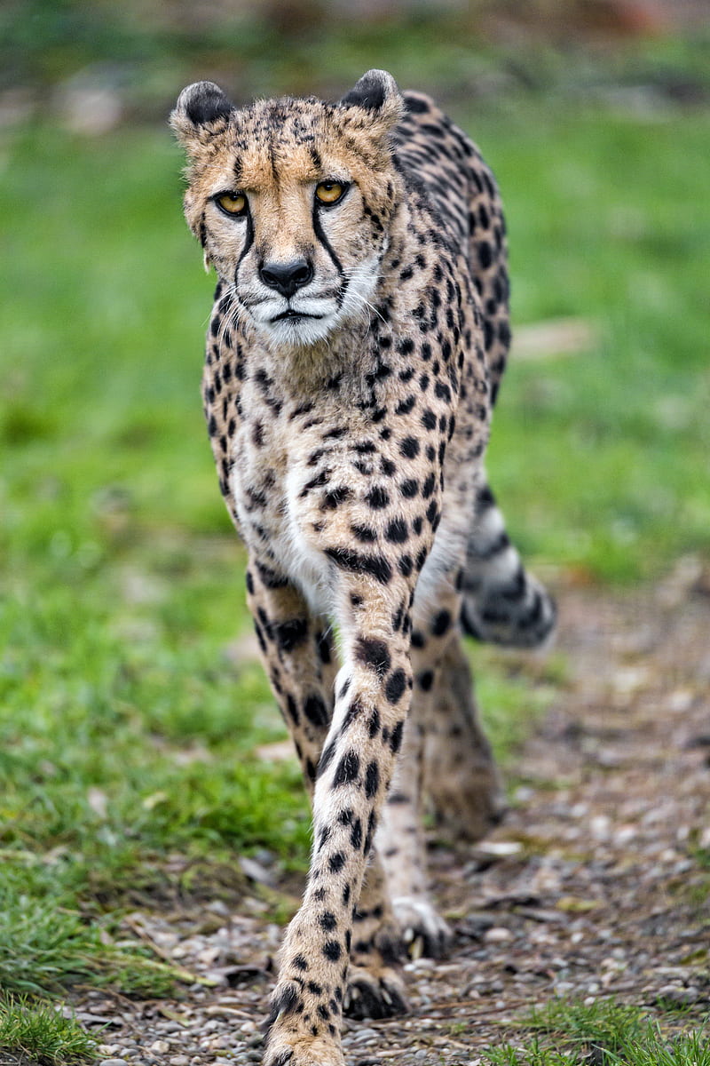 cheetah, big cat, face, predator, glance, HD phone wallpaper