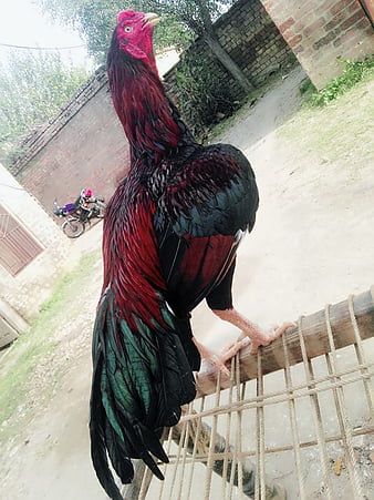 Aseel Desi Murga, Rooster Chicken Png Image Free Download | Graficsea