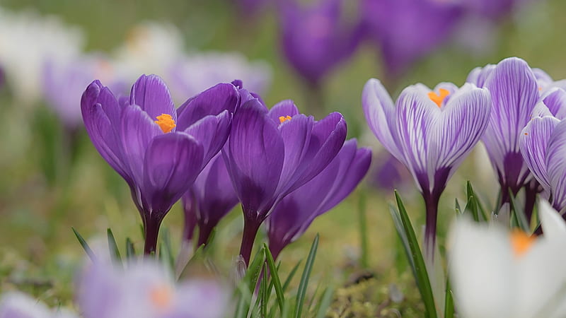 Purple Flowers Crocus Spring, HD wallpaper