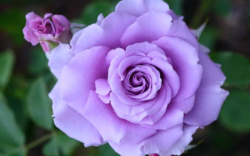 Beautiful Rose, flowers, lavender, nature, rose, HD wallpaper | Peakpx