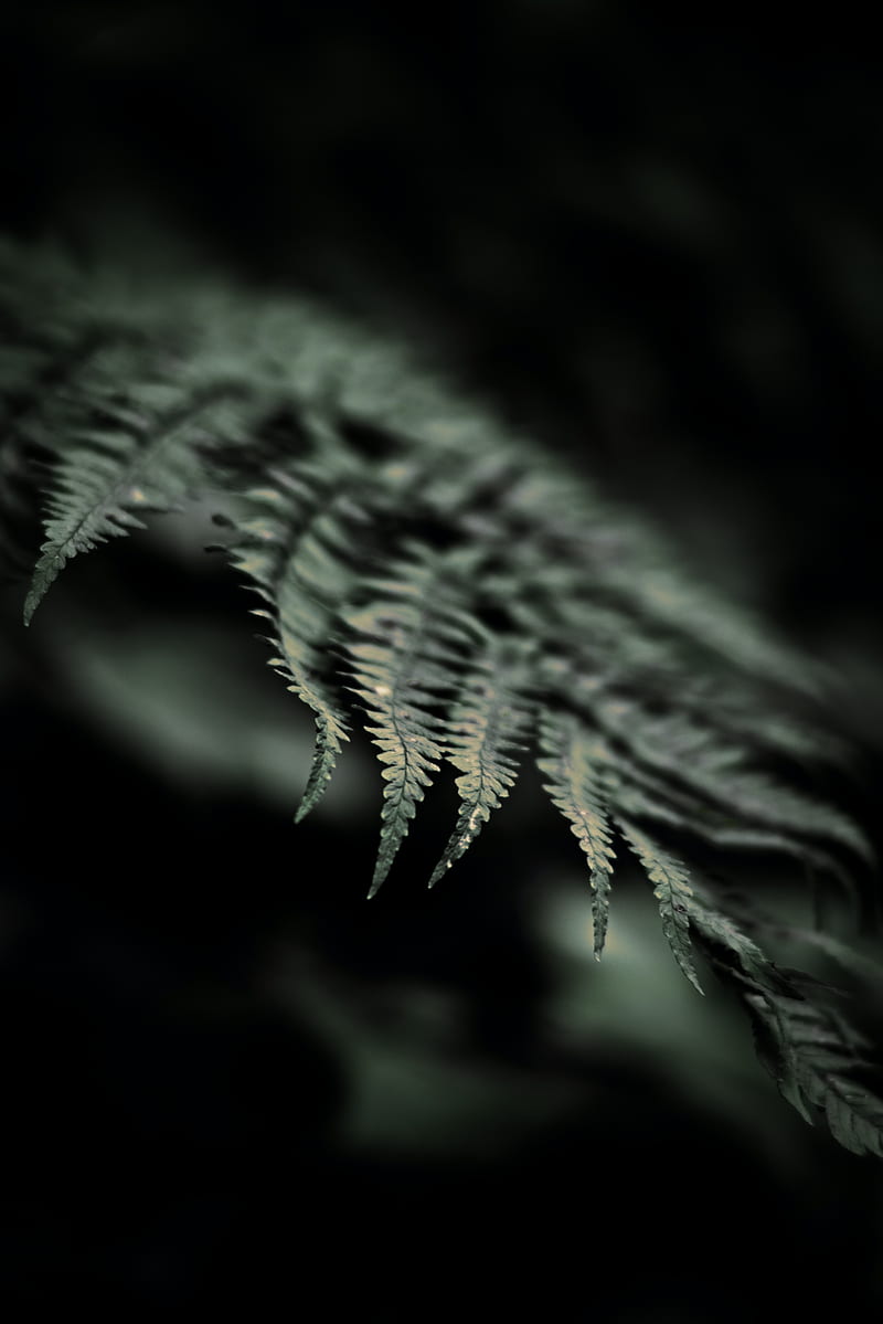fern, macro, leaf, focus, HD phone wallpaper