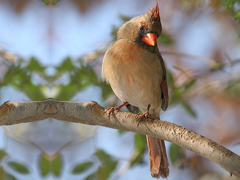 Female Cardinal 1 limb, female, curious, tree, graphy, bird, avian, cardinal, HD wallpaper
