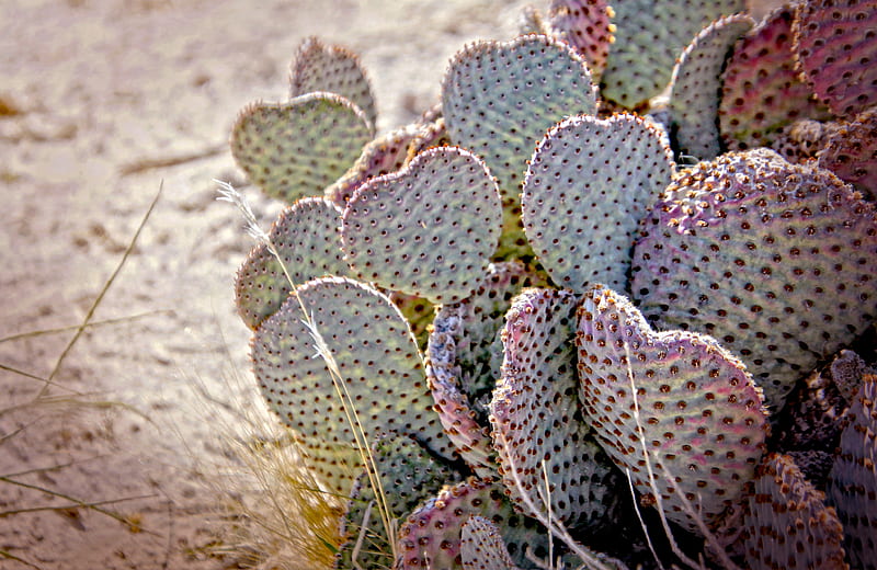 cactus, needles, desert, HD wallpaper