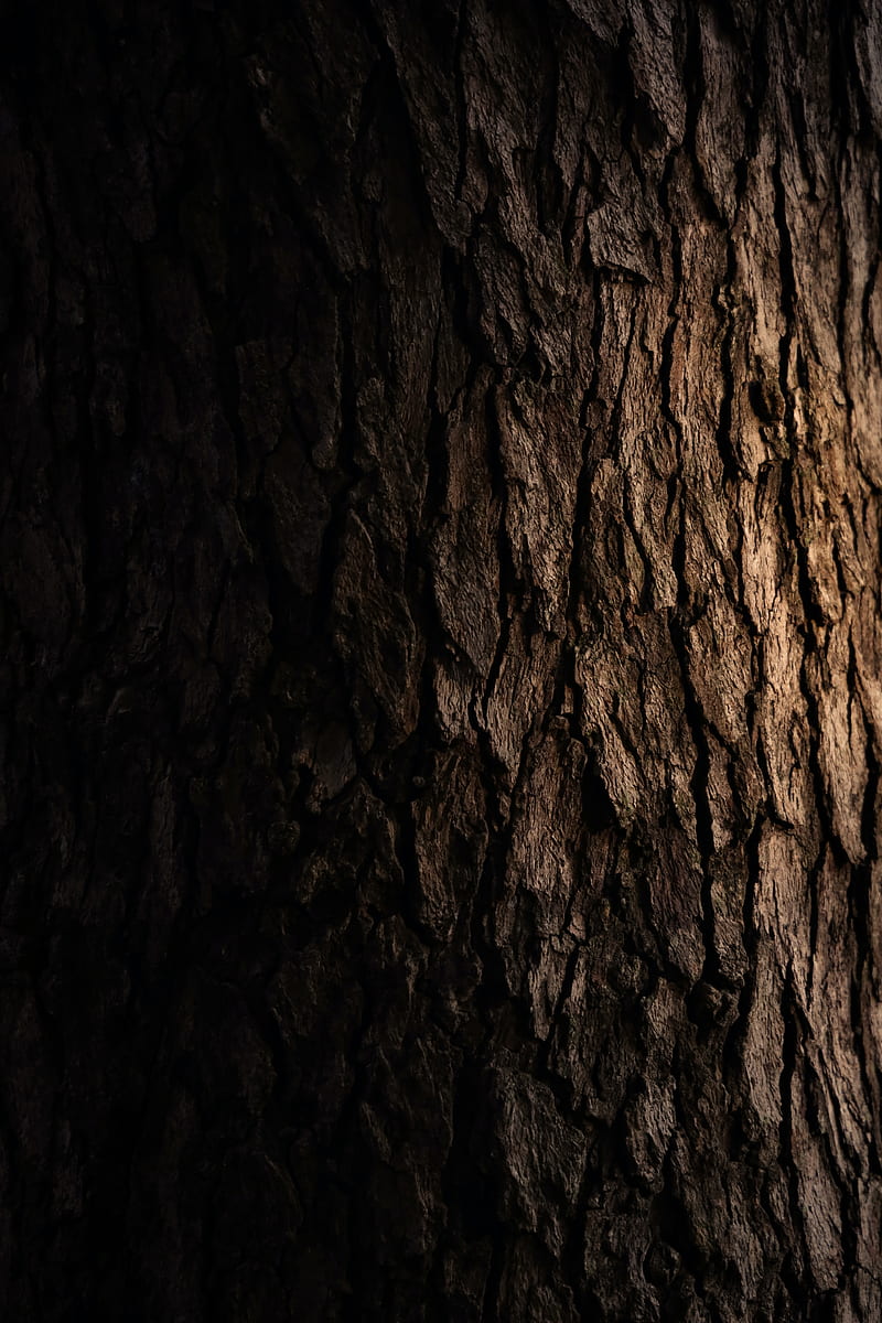 bark, wooden, tree, dark, HD phone wallpaper