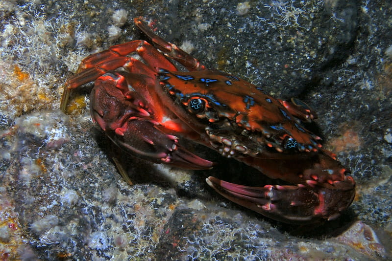 rainbow swimming crab, rainbow, rock, swimming, crab, HD wallpaper