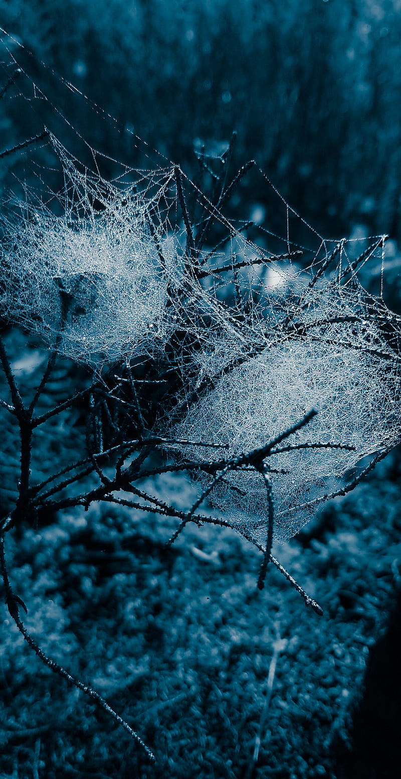 Frosted Webs, cracked, mythology, theme, halloween, broken, webs, spooky, frosted, morning mist, HD phone wallpaper