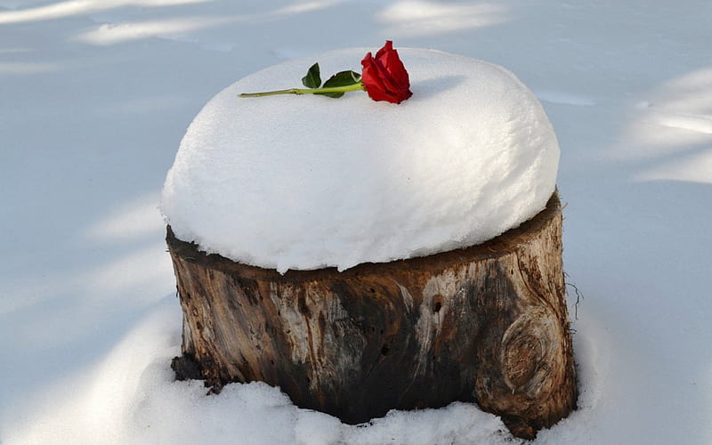 Alone in snow, red, snow, rose, flower, winter, HD wallpaper | Peakpx