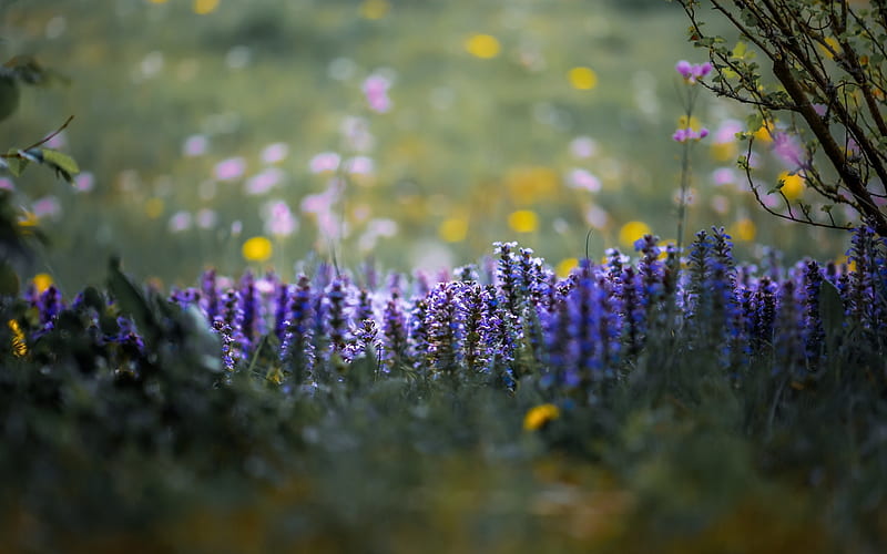 purple wildflowers, blur, evening, floral background, field, HD wallpaper